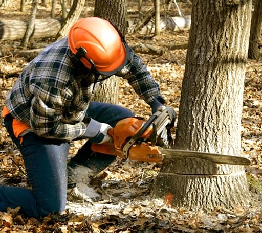 Tree Removal in Brandon, VT
